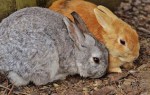 rabbit-1312581_640